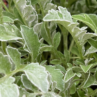 Centaurea (Psephellus) karabaghensis